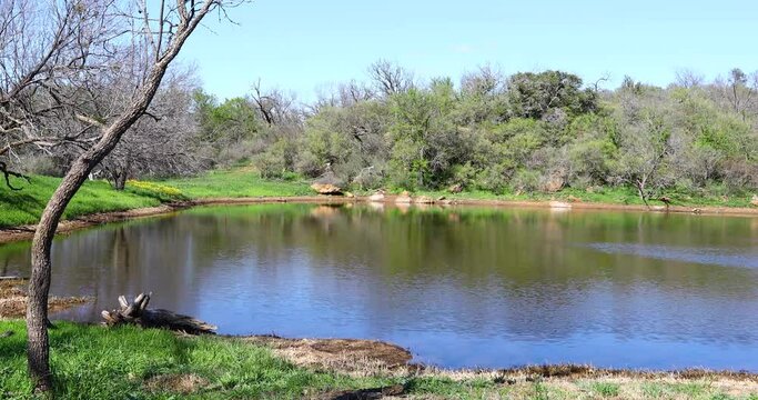 Static video of a beautiful nature scene of a pond surrounded by trees.