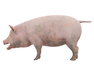 Domestic Pig Isolated