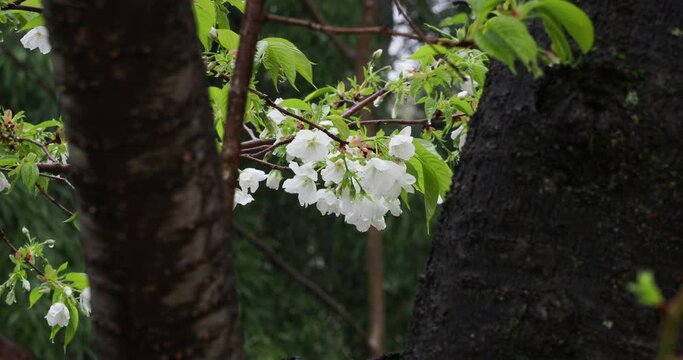 雨の日の公園の満開の桜の風景