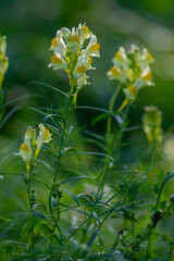 Linaria vulgaris common toadflax yellow wild flowers flowering on the meadow, small plants in bloom