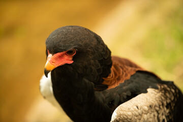 Portrait of a Bateleur Eagle.
