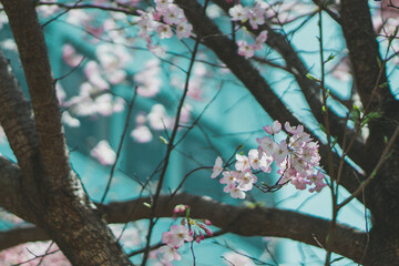 桜　7分咲き