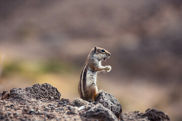 Wild squirrel close-up in the desert