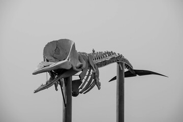 Morro Jable and his sperm whale skeleton and his whale bear the beach