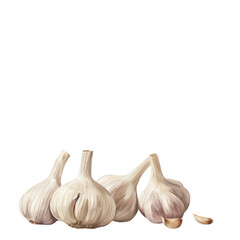 Three garlic heads on Transparent Background