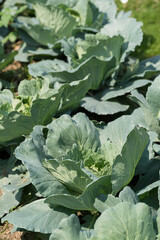 Cabbage plant growing in organic vegetable garden