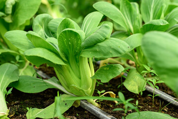 Bok choy plant growing in organic vegetable garden using drip Irrigation system