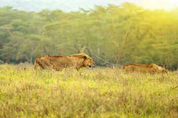 lions walking through the gras while sun is rising in botswana