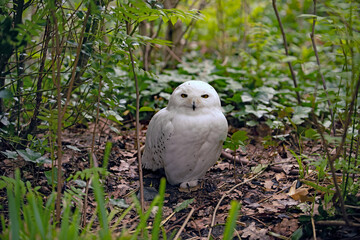 Snowy Owl staring at the camera.