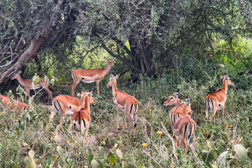 Impala Antelopes Grazing, in Tarangire National Park, Tanzania