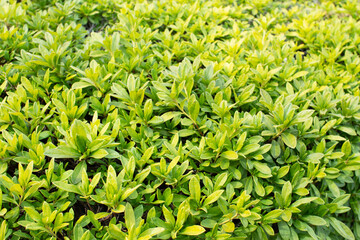 画面いっぱいの葉っぱ