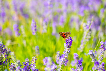 Butterflies on spring lavender flowers under sunlight. Beautiful landscape of nature with a panoramic view. Hi spring. long banner
