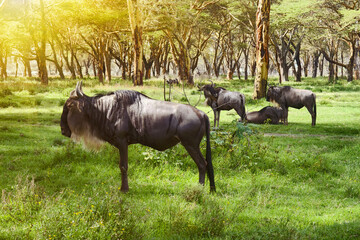 wildebeest stands eyeing camera in grassland