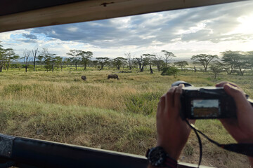tourist photographs a wild leopard during a safari tour in Kenya and Tanzania. Concept Travel and adventure through wild Africa. The camera is in the hands of a naturalist photographer © diy13