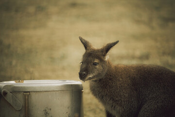 Red-necked wallaby just had a drink of water © Dead Tree World