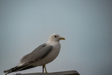 Wild seagull portrait on natural blue sky