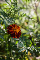 Summer Marigold