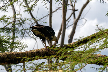 An eagle with a white head sits on tree branch. Gorgeous strong bald eagle sitting nearby green vegetation