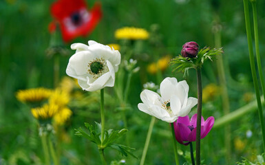 Obraz premium Frühblüher