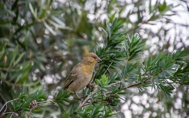 Non-breeding male Southern masked weaver isolated in a garden in urban South Africa