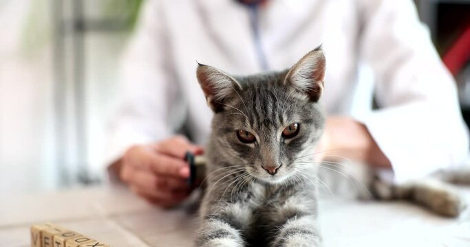 Veterinarian examines pet with a stethoscope in veterinary clinic. Cat heartbeat sound and heart murmur