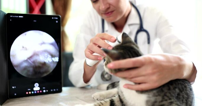 Veterinarian checks cat ears with digital otoscope in veterinary clinic. Ear problems in animals