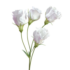 Three white flowers on a stem