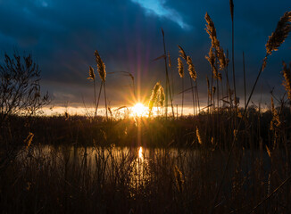 The rays of the sun at sunset breaking through thick dark clouds and illuminating the reeds on the...