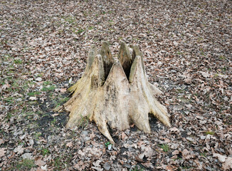 An old oak stump cut into the shape of a crown among fallen oak leaves