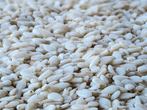 Macro shot of scattered raw sesame seeds