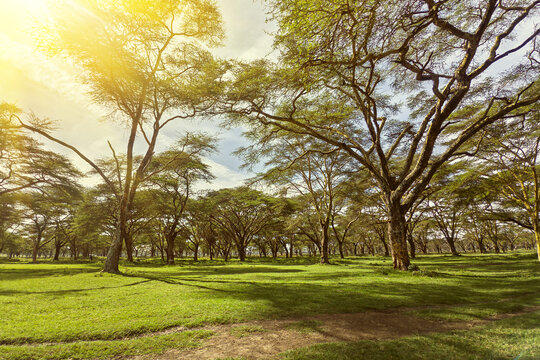 Acacia trees and beautiful African savanna landscape at Ngorongoro Park, Tanzania