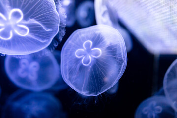 Blue jellyfish swim in the sea on a black background