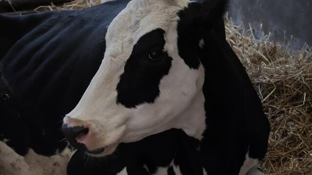 Black and white cow lying on straw in a barn