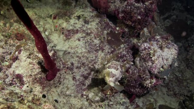 Balloonfish flapping a Red Tubular Sponge in the Caribbean Sea as is being pulled by the underwater current