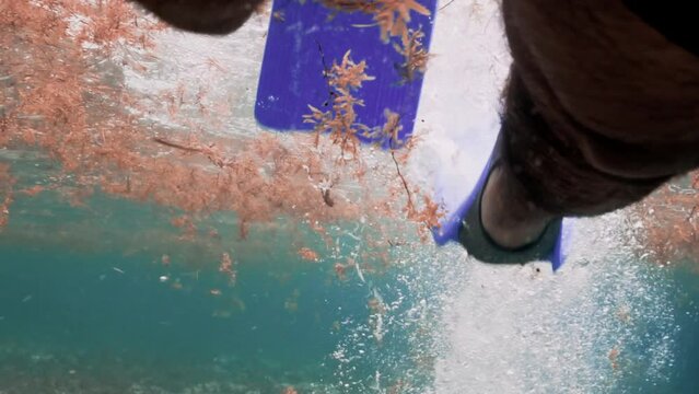 POV shot of male legs swimming with blue flippers across sargasso