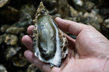 fresh oysters