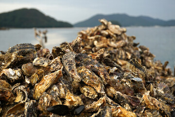 a fishing boat full of oysters