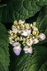 Blossoming hydrangea in the summer