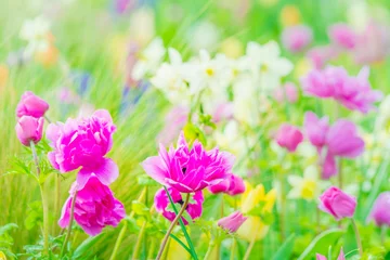 Foto op Plexiglas アネモネと水仙 花いっぱいの風景 © monstrose