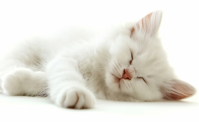 Peaceful Slumber: White Cat in Repose