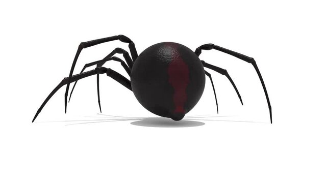 Black widow spider