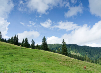 Fototapeta na wymiar Bayerische Voralpen. Grüne Wiesen und Weiden der Blankensteinalm oberhalb von Tegernsee und Rottach-Egern (Rauhenberg) 
