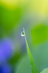 a drop of dew on the grass