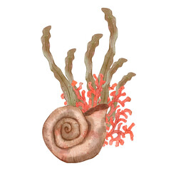 Spiral seashell with seaweed bush. Watercolor hand drawn illustration, isolated on white background for icon or logo. Print for cards or textile design. Coral reef and underwater life