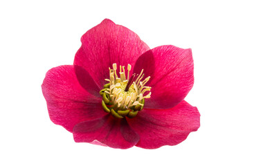 red hellebore flowers isolated