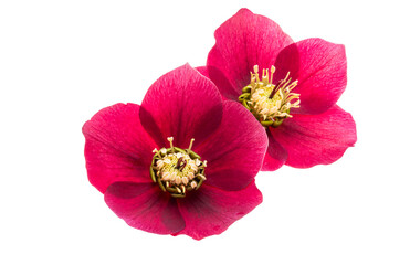 red hellebore flowers isolated