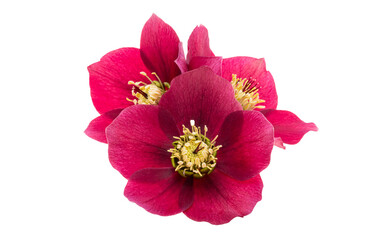 red hellebore flowers isolated