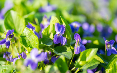 beautiful violet flowers closeup