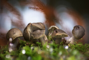 group of mushrooms growing on moss inside a forest with blurred background