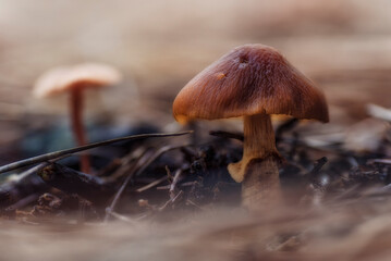Brown-colored mushroom of the Cystoderma species on the floor of a pine forest with selective focus...